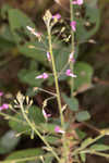 Desmodium